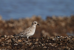 David Plant Photography - Wildlife Photography - Grey plover - D